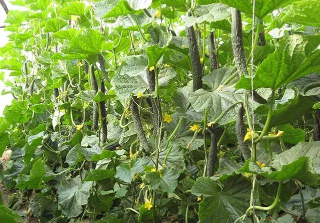 黄瓜长势弱怎么补救,黄瓜停滞生长的原因及如何化解