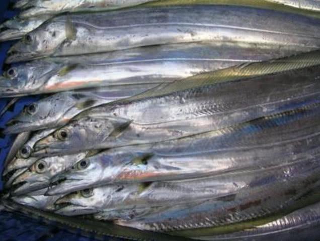 为什么市场不卖活带鱼只卖冻带鱼,为什么市场不卖活带鱼卖冻带鱼