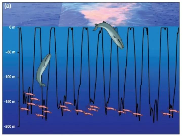 鲸鱼拉屎的过程,鲸鱼拉屎全过程