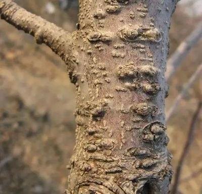 苹果轮纹病的防治时间,苹果轮纹病害治疗