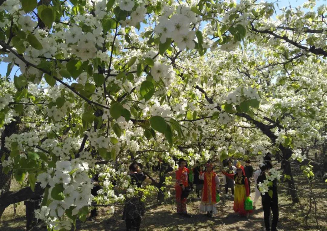 天津春天最美的花园,天津春天去赏花