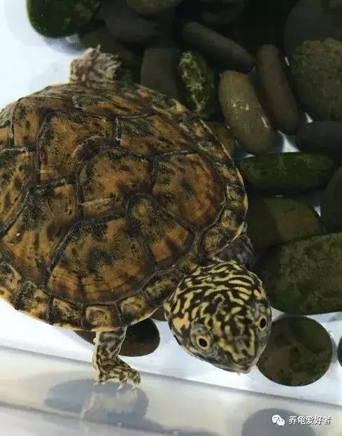 蛋龟类龟的不同阶段,蛋龟还有什么龟