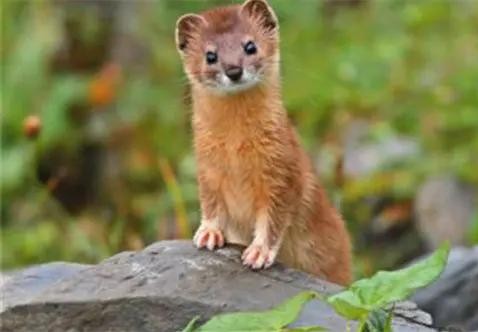 李时珍讲不吃黄鼠狼的原因,古人对黄鼠狼的记载