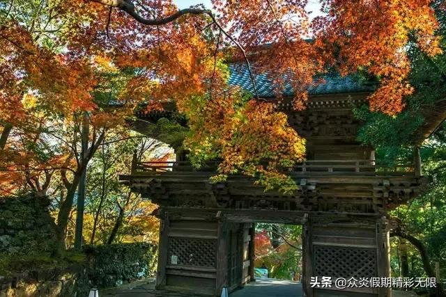 邮轮日本5天4夜游记攻略最全面,全球最豪华邮轮游日本