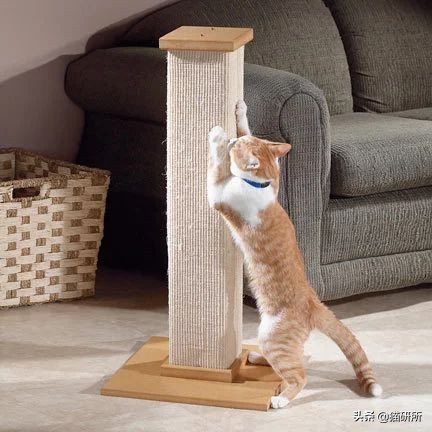 怎样挑选猫抓板,什么板材适合做猫抓板