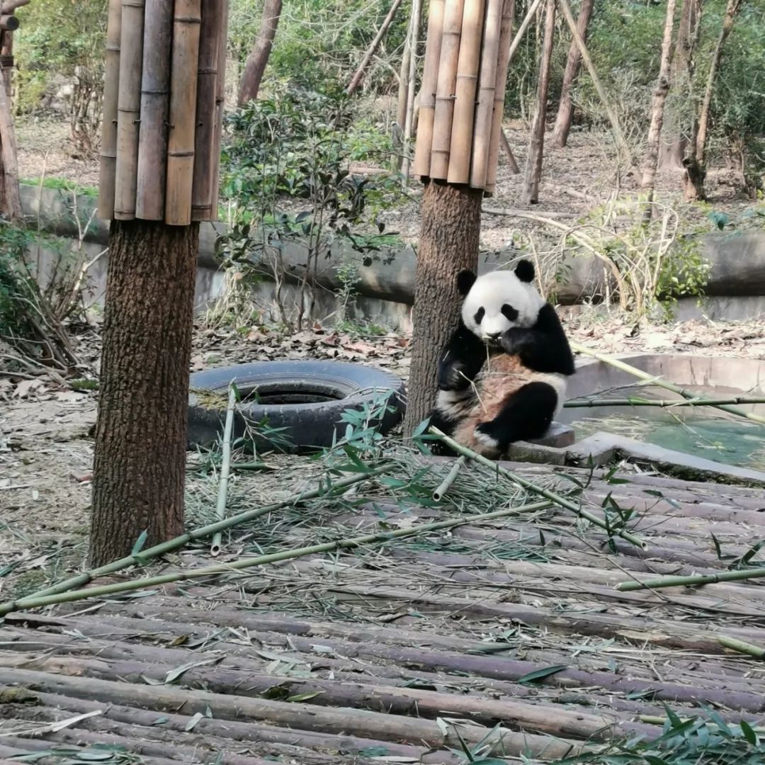 成都希尔顿酒店是几星级,成都希尔顿酒店集团