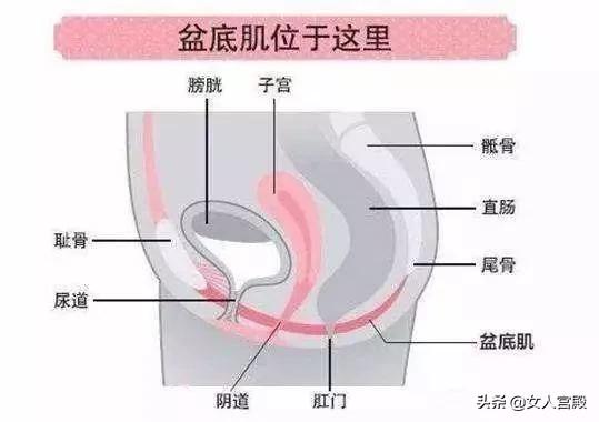 骨盆修复和盆底肌修复有什么区别,骨盆和盆腔有区别吗