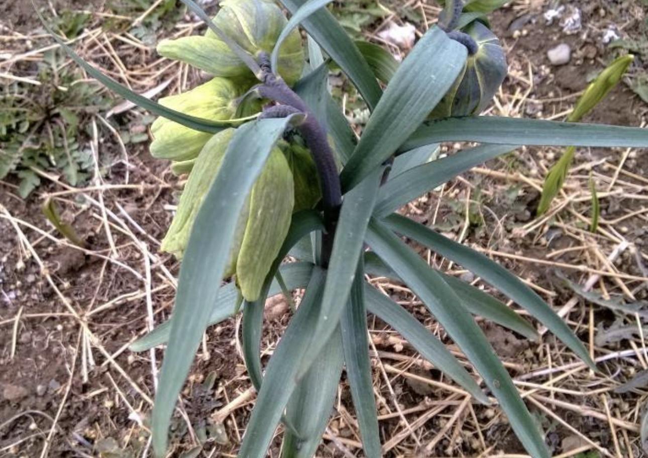 山上1元一斤的药材,自己种植贝母1斤多少钱