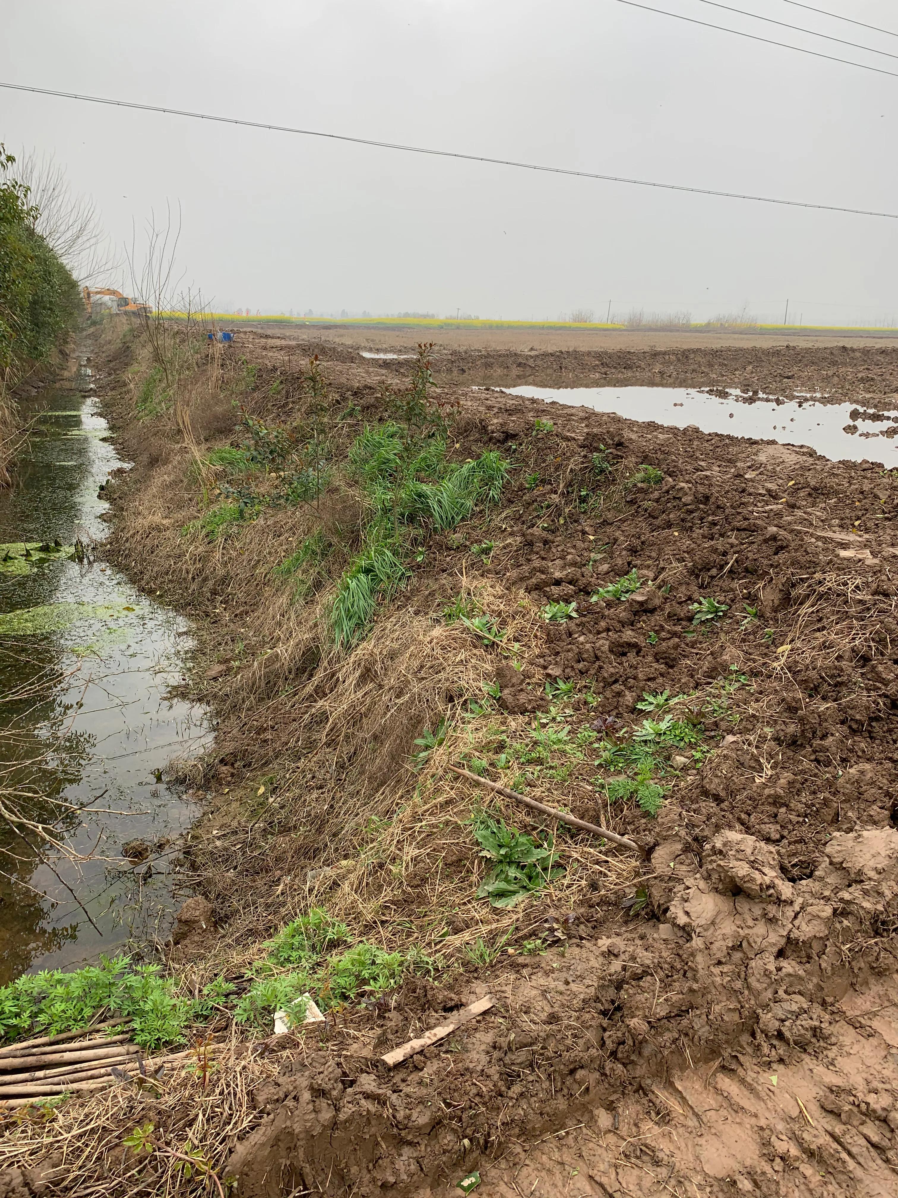 目前小龙虾养殖的前景如何,未来的小龙虾养殖前景