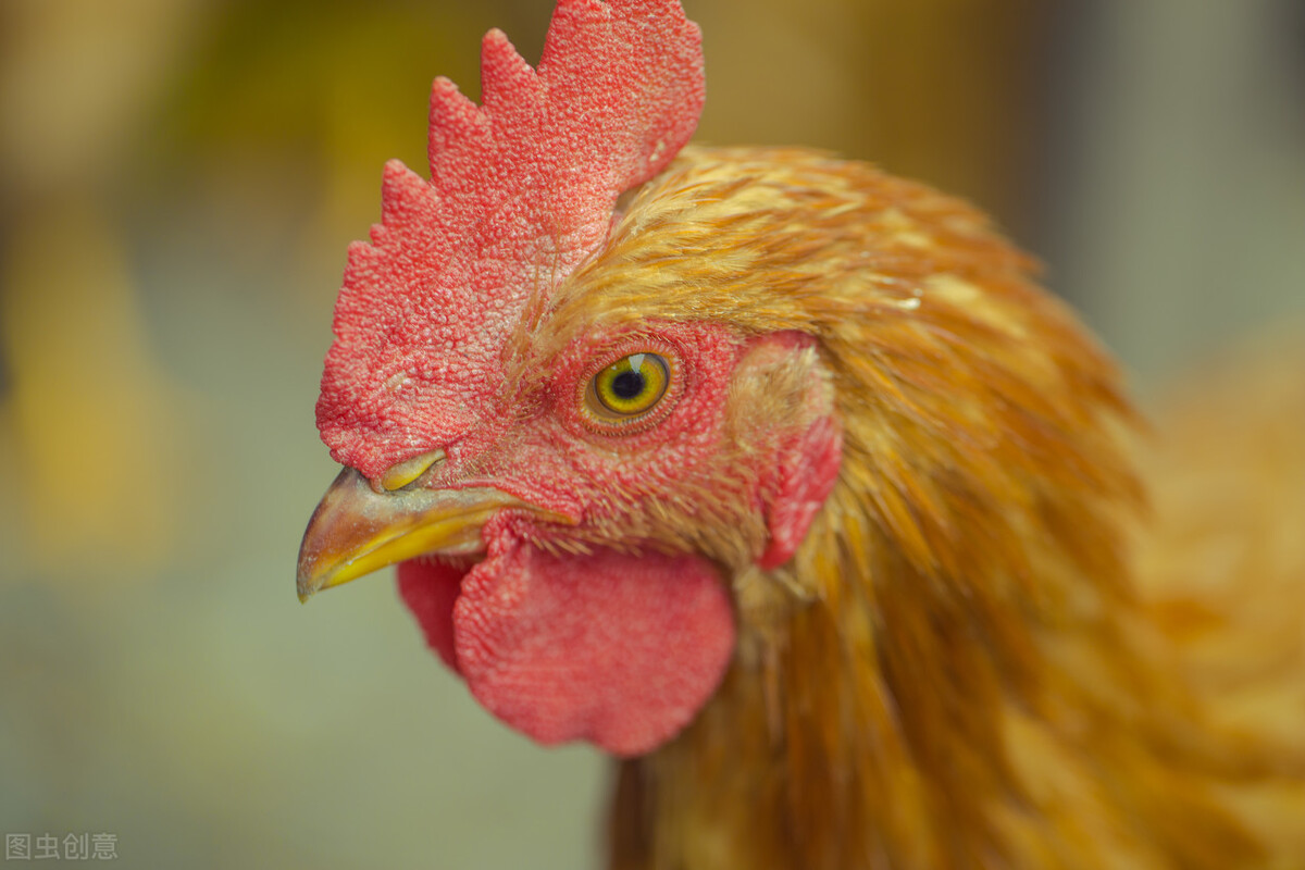 万载有什么好吃小吃,万载特色美食