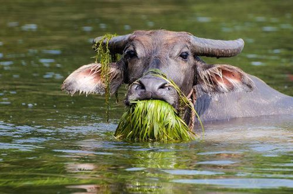 先是被骂“耗子”，然后又被叫做“牛”，且看中国人的动物情结