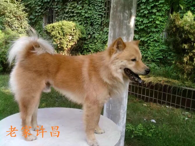 哈利狗狗抖音,哈利哈利哈