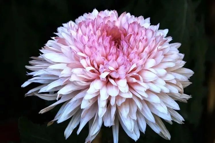 花中四君子菊花国画用笔,花中四君子菊花高清图片