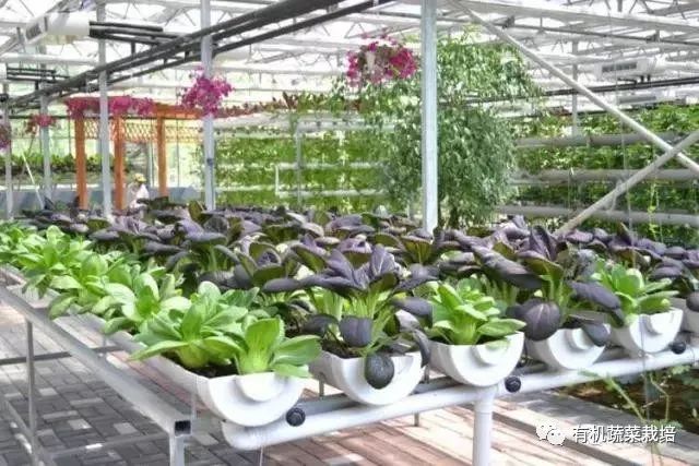 无土栽培技术科普知识大全,无土栽培的优点大家可以了解一下