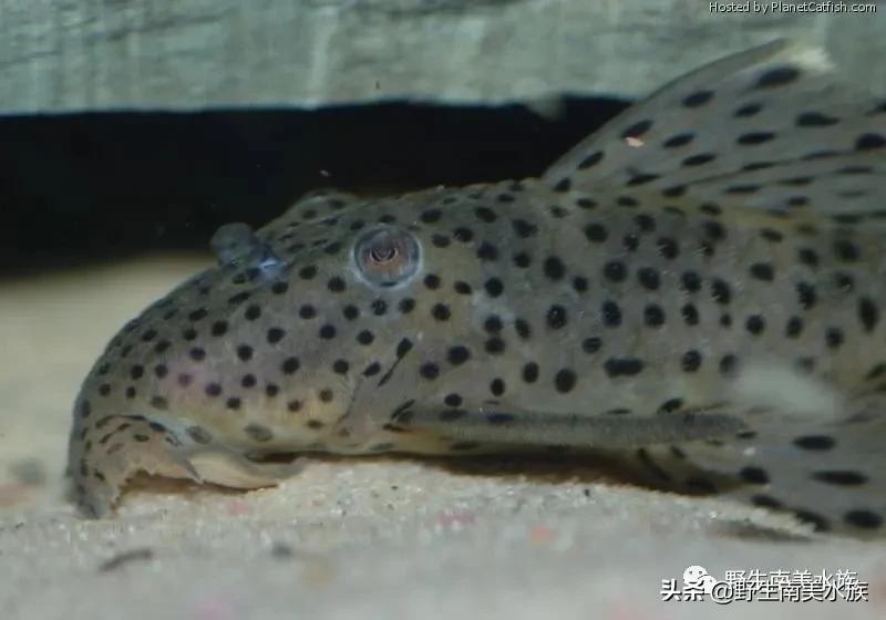 每天认识一种鱼的图片,老鼠斑异型鱼野生和人工区别