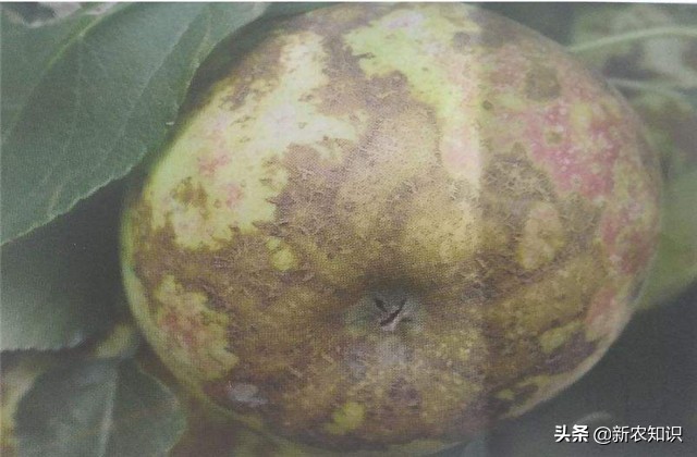 苹果栽种技术,苹果栽培技术