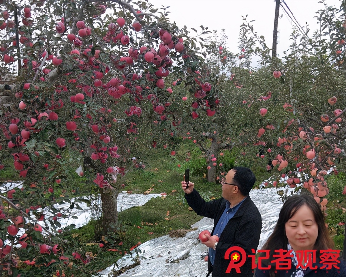 走进苹果之乡,吉县苹果小镇