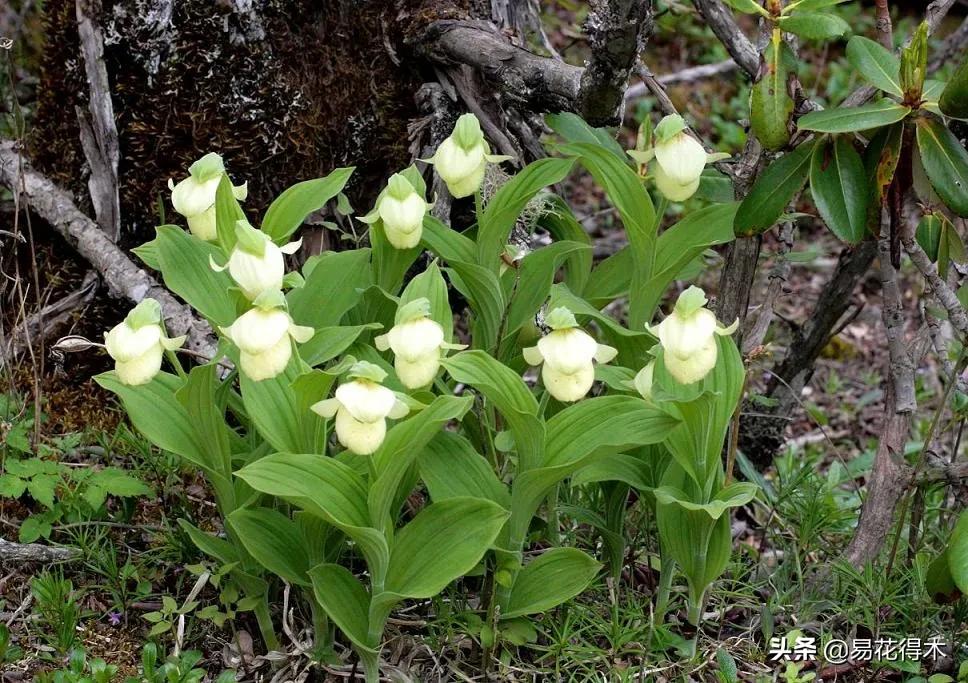 国家二级黄花杓兰,黄花杓兰与西藏杓兰