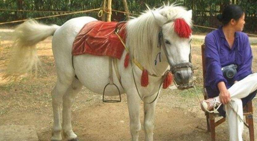 西游记里的白龙马最后惨死马棚,拍摄完西游记的白龙马有多惨