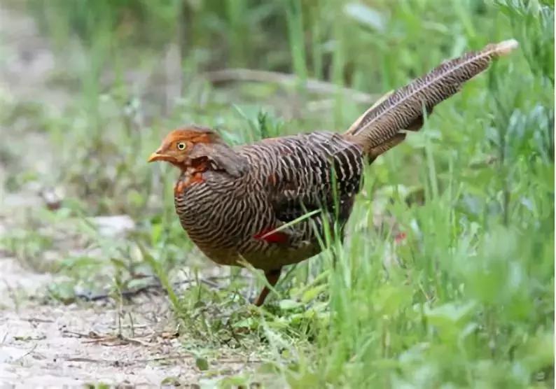 这些动物明明是“夫妻”，却没有长出一副“夫妻相”！