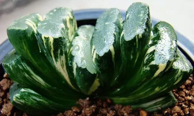 名贵植物排名前十名,十大天价的花卉