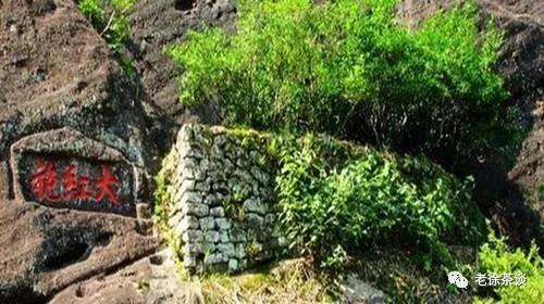 各种大红袍，傻傻分不清？