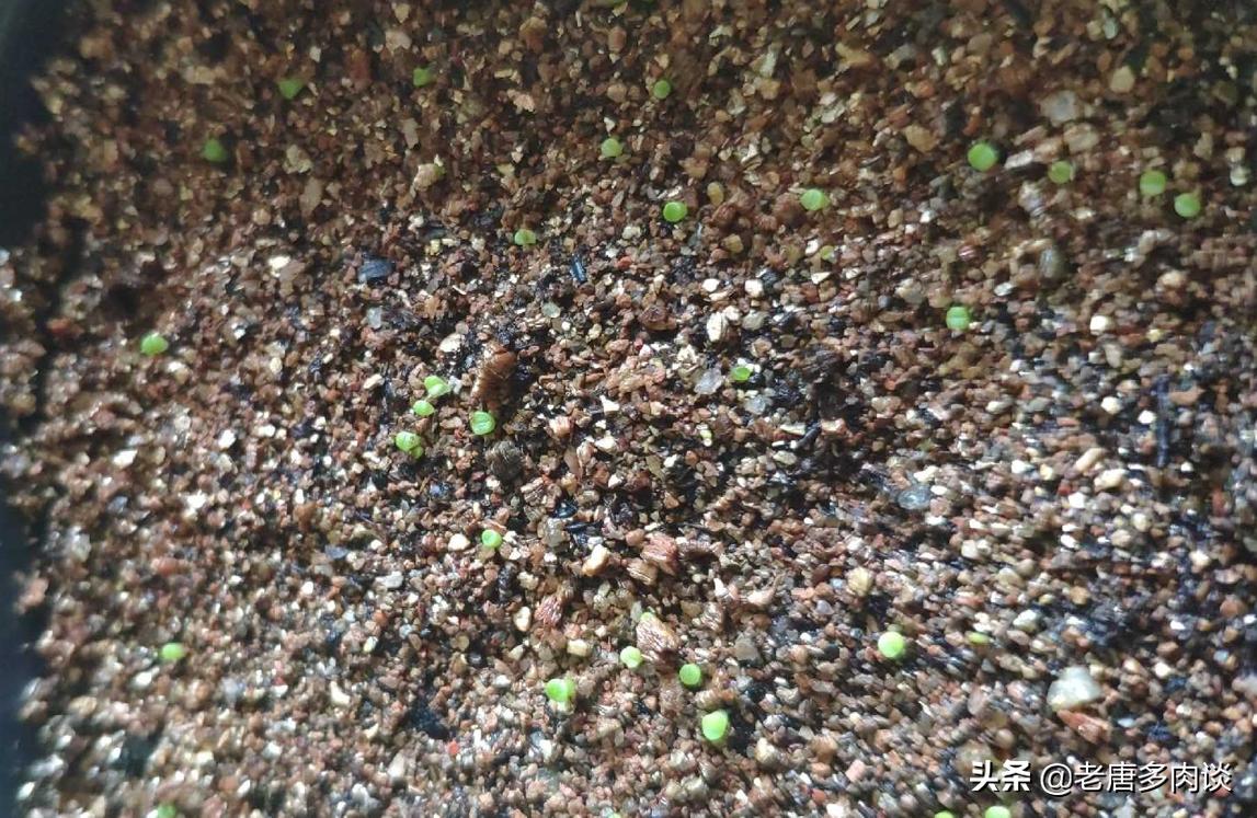 多肉播种苗后期怎么养护,景天多肉播种多久出苗