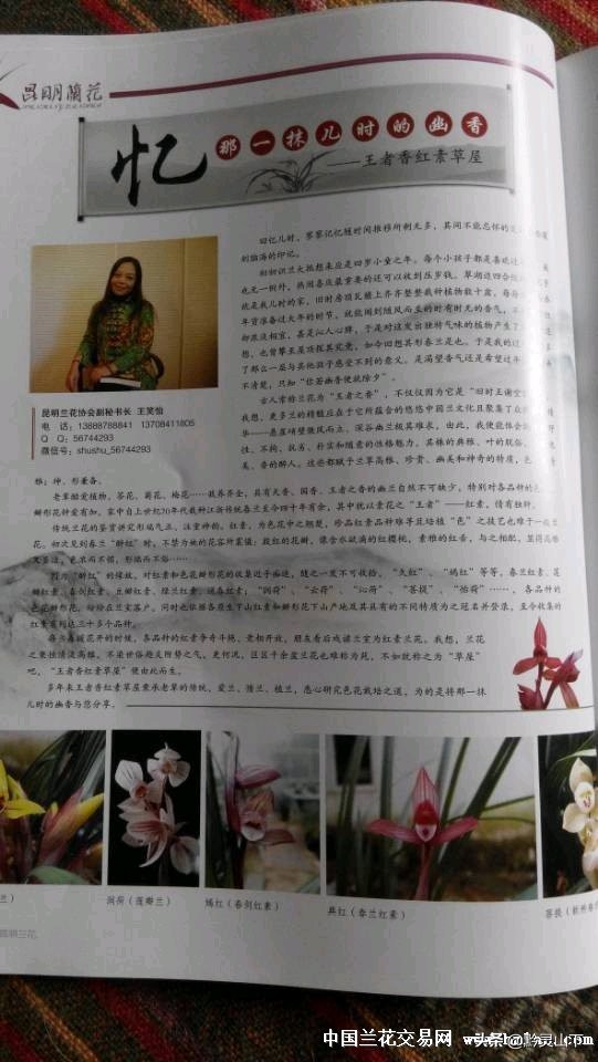 贵州秋芝兰花品种,贵州珍珠矮兰花属于什么品种