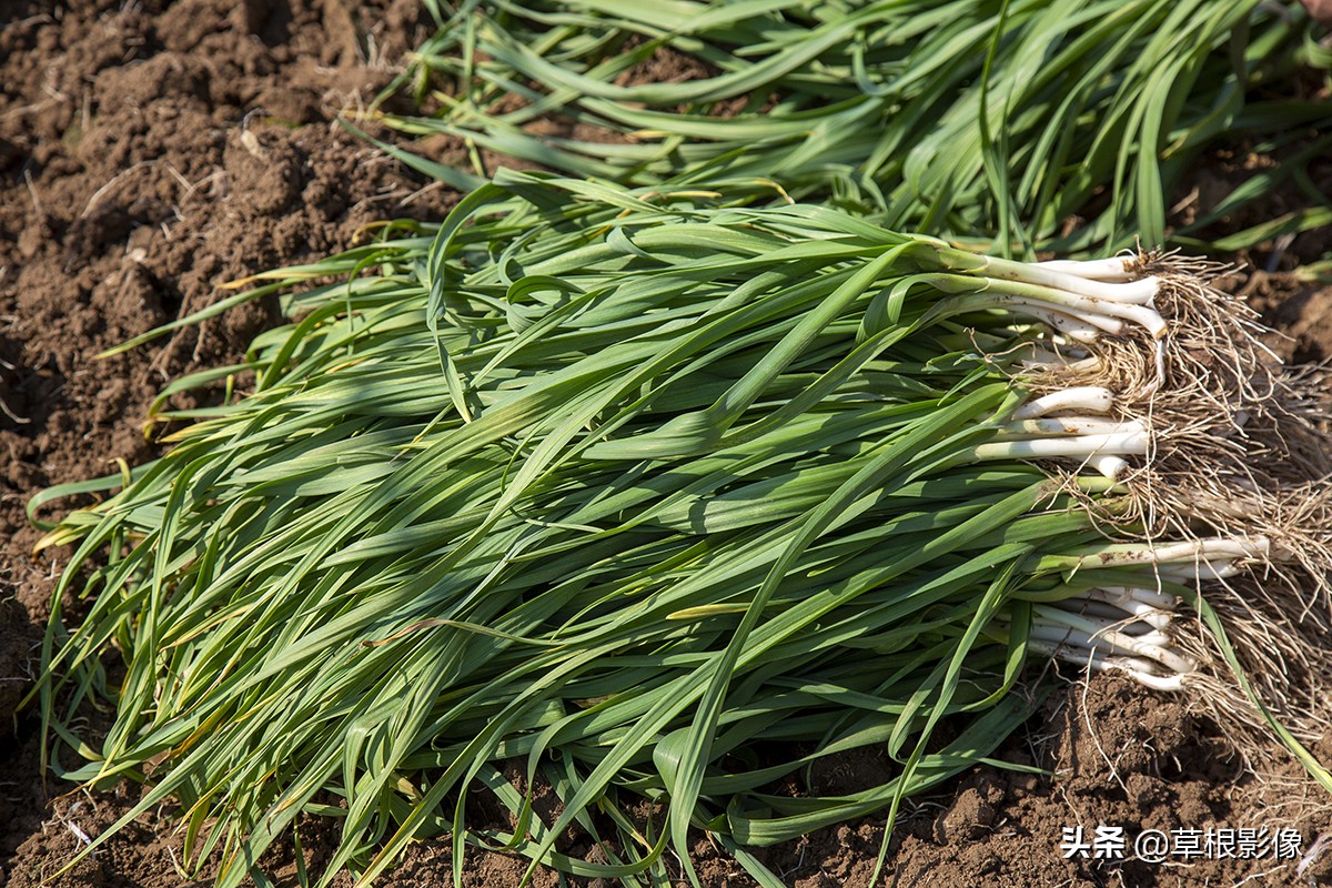 蒜苗产量一亩有多少利润,假蒜苗长什么样子