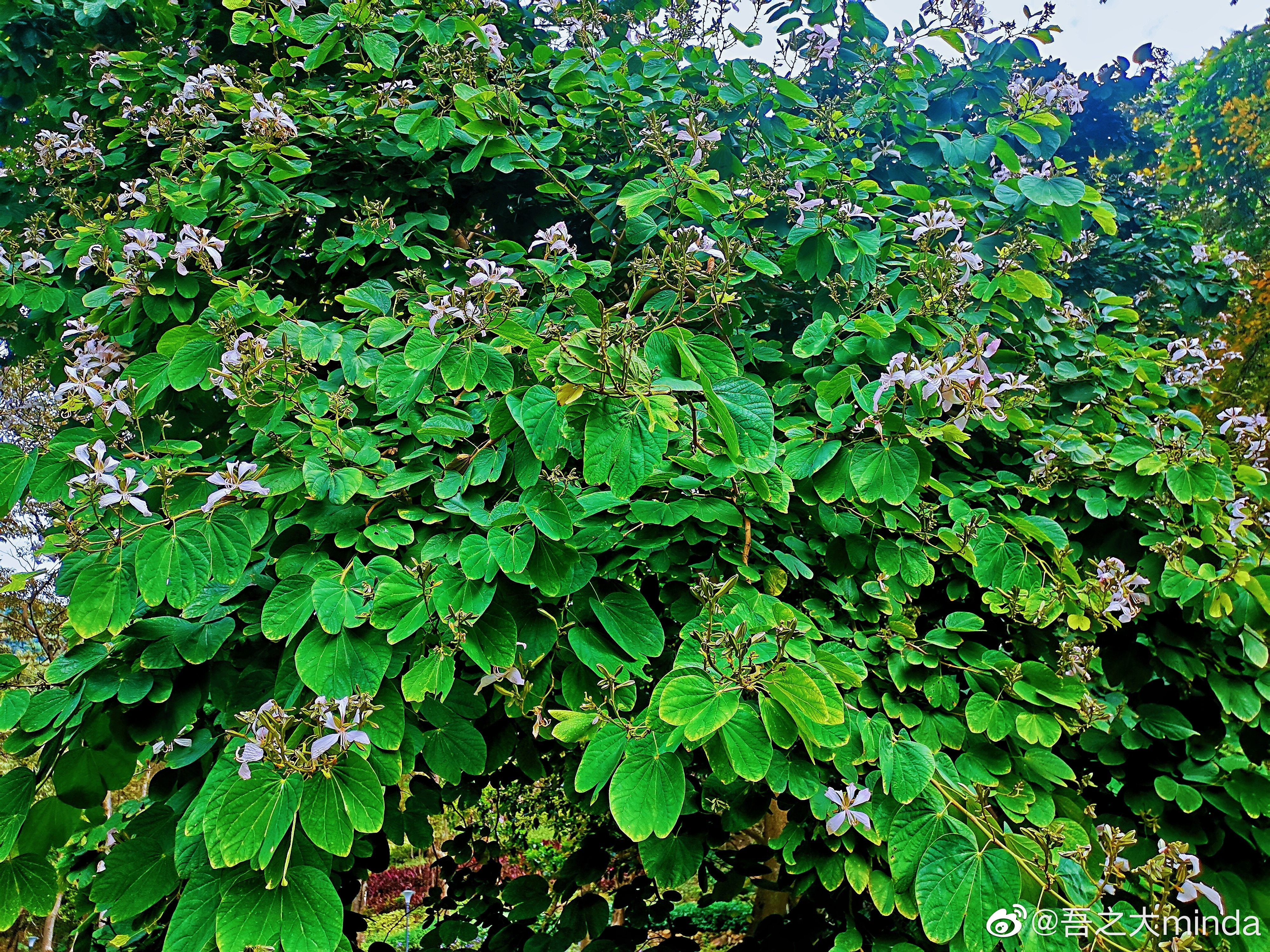 梧桐山下幽径,梧桐山下清风明月
