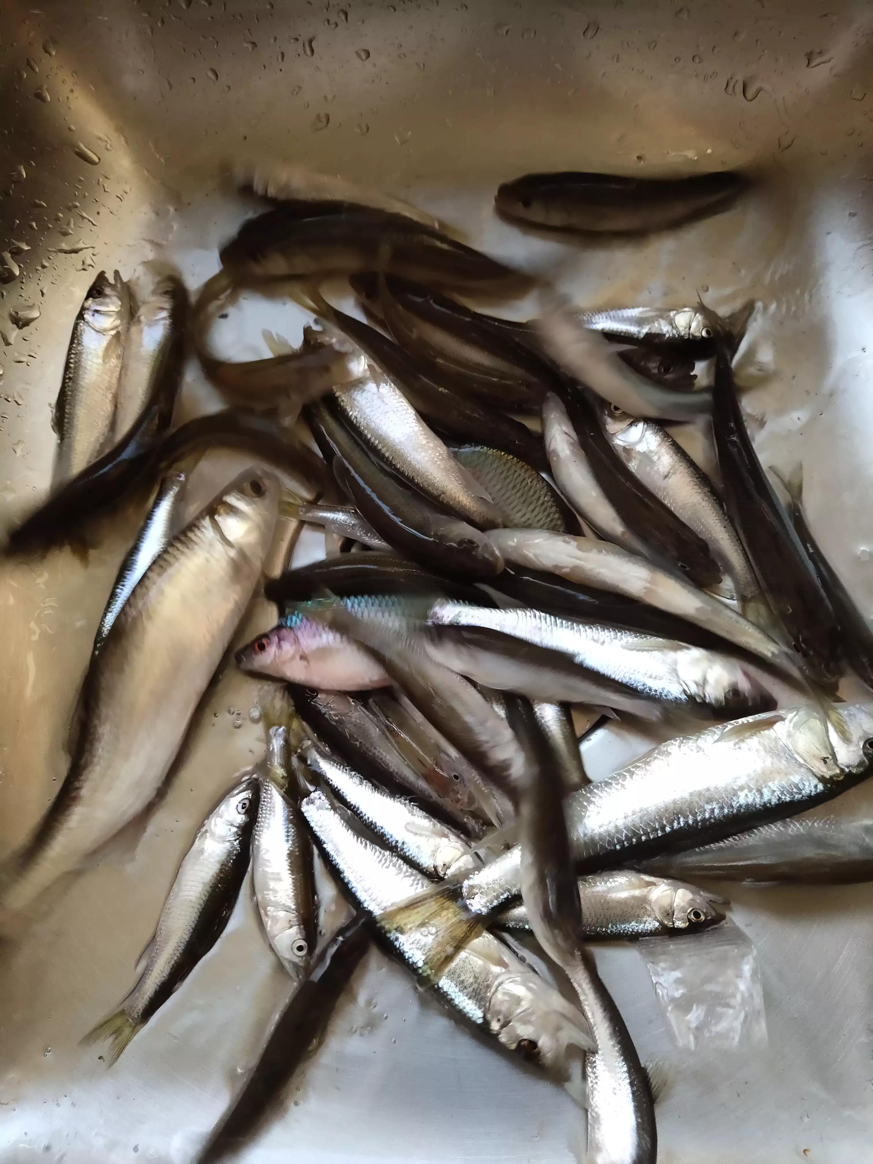 秋季宁波钓鱼,秋钓深潭