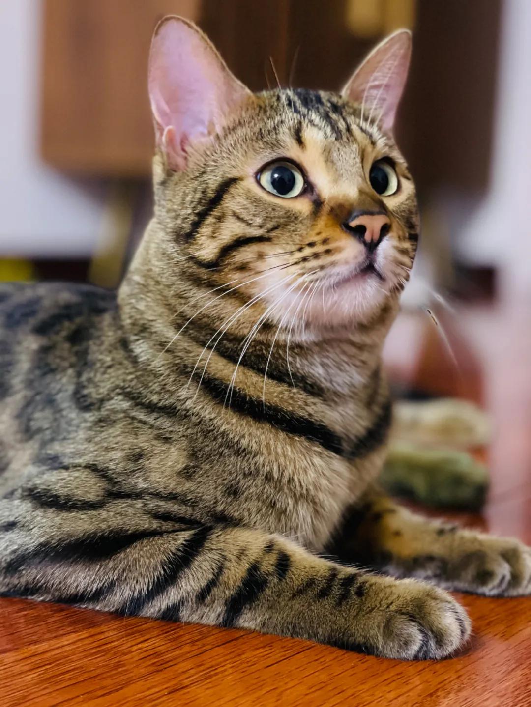 在西安卖猫赚钱,西安哪里卖猫卖得快