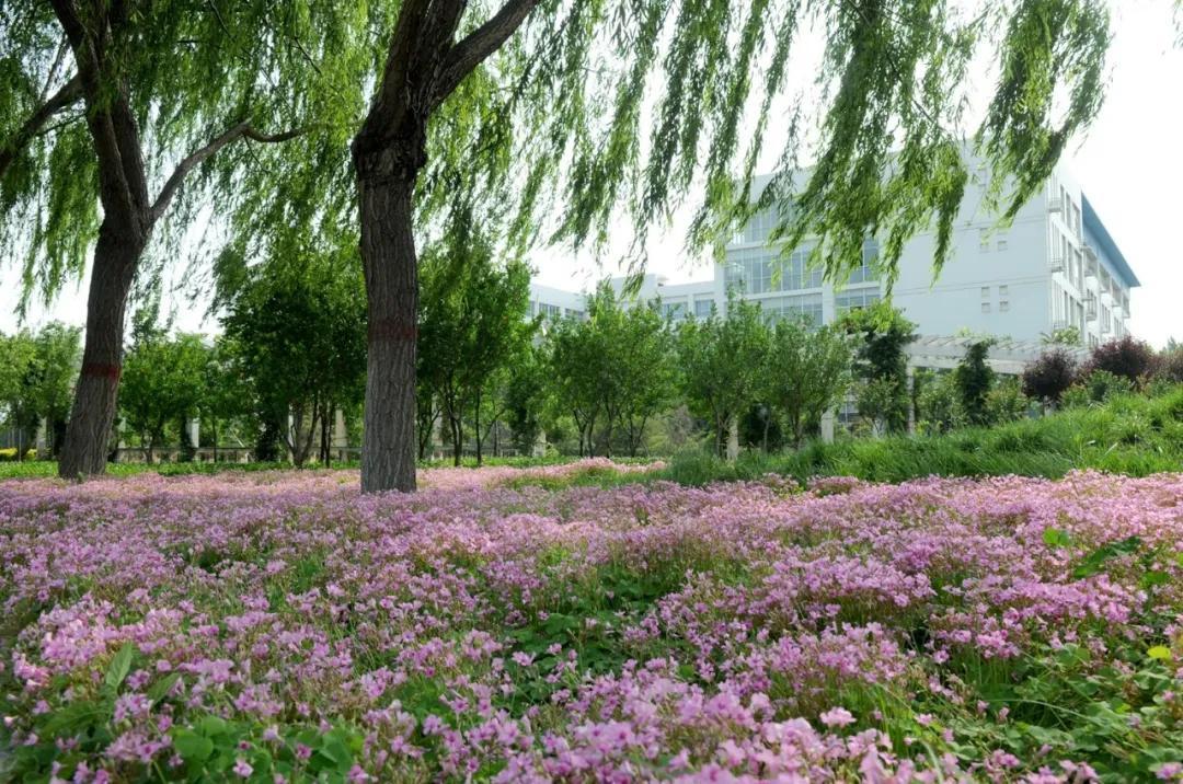 新乡职业技术学院开学,新乡职业技术学院绽放建筑