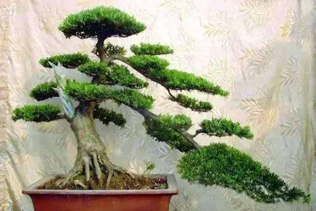 罗汉松干叶如何解决,罗汉松粗枝多如何留枝