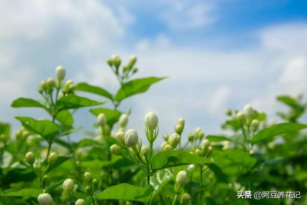 木樨科的花花“真乖”，一朵朵开花不断，越来越爱