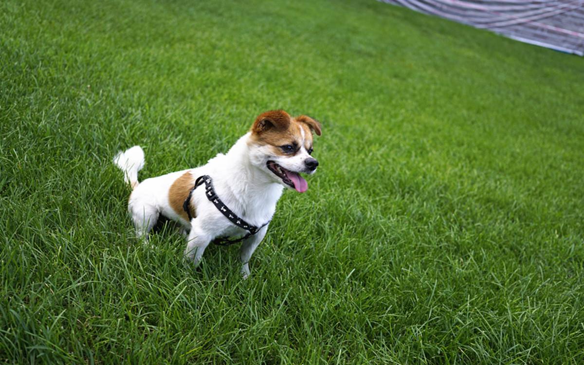 狗狗排泄臭,狗狗嘴臭是因为狗粮问题吗