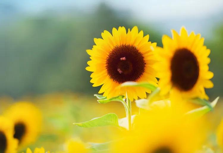 大龄单身女性如何养老,单身人士如何养老