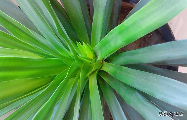 龙血树扦插后叶子发黄,龙血树叶子发黄怎么办啊