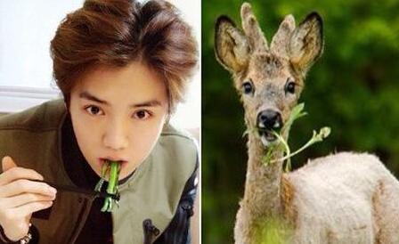 明星搞笑绰号知多少，污妖王，32郎，猪刚鬣，每一个都是故事