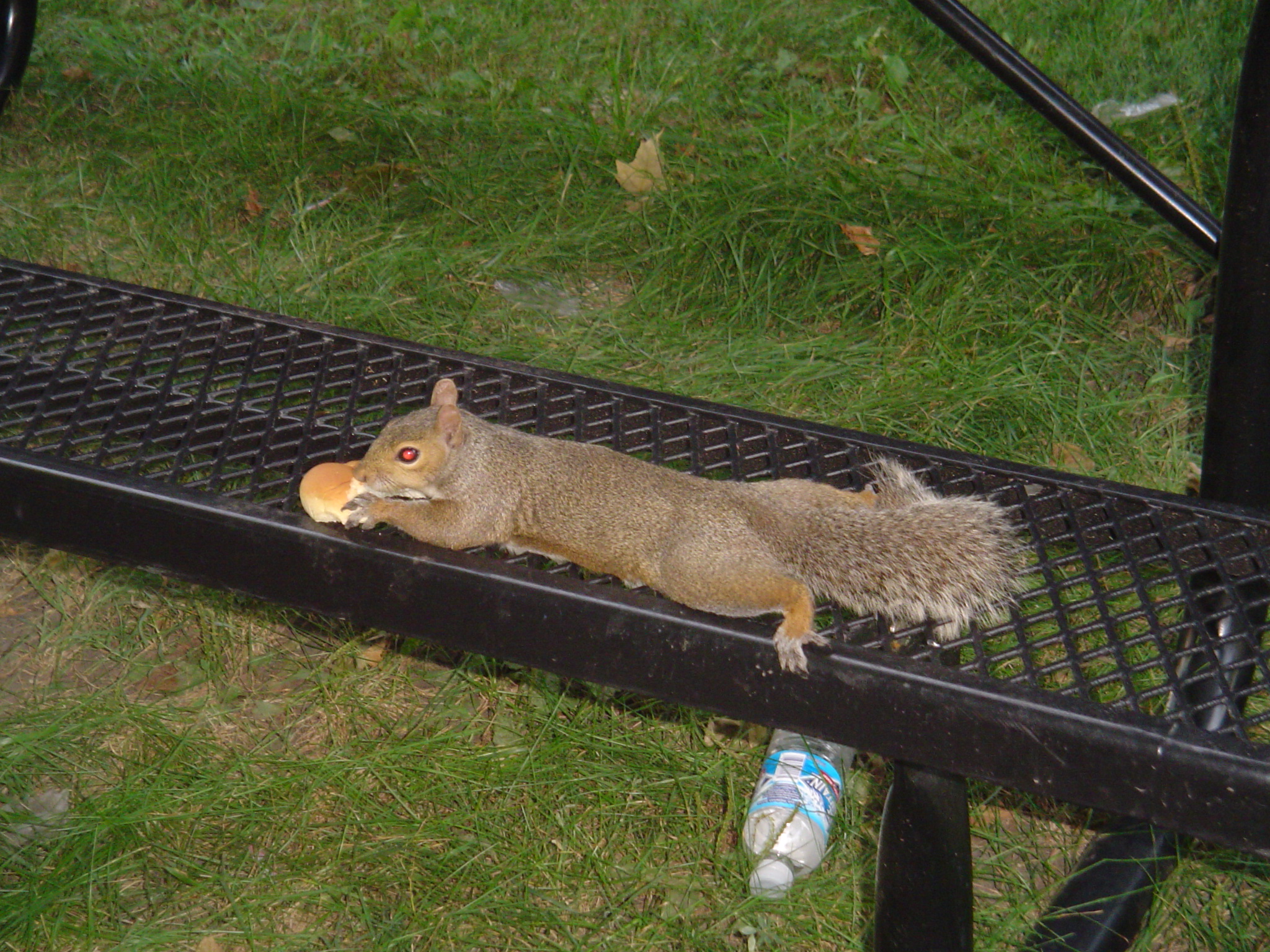 我的“大尾巴”,你在异国他乡还好吗?