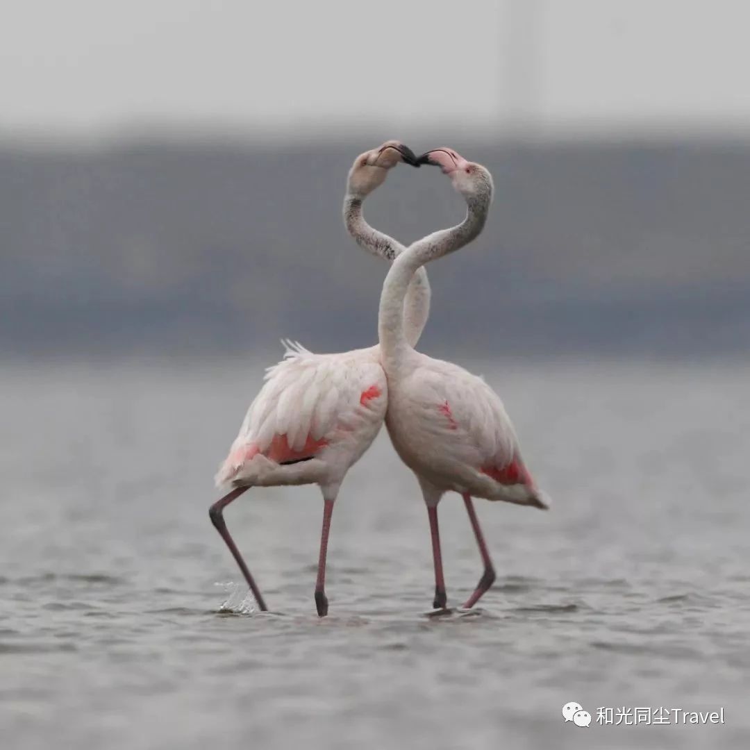 盐城世界第一大湿地,盐城黄海湿地世界遗产