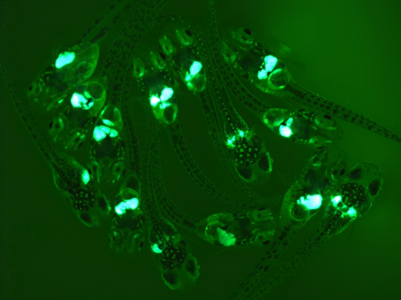 绿鱼优品,母婴产品绿鱼优品榜