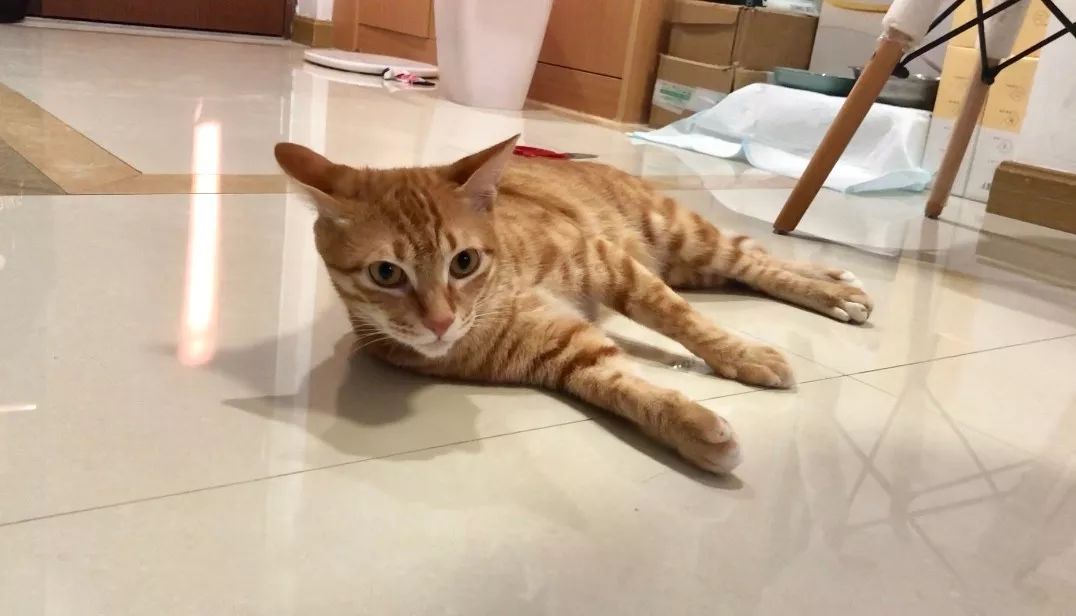 疫情家里养宠怎么消毒,养猫天天开窗通风还要消毒吗