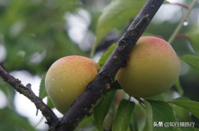 苏州太湖西山岛江浙沪最强攻略,太湖西山岛旅游完整攻略