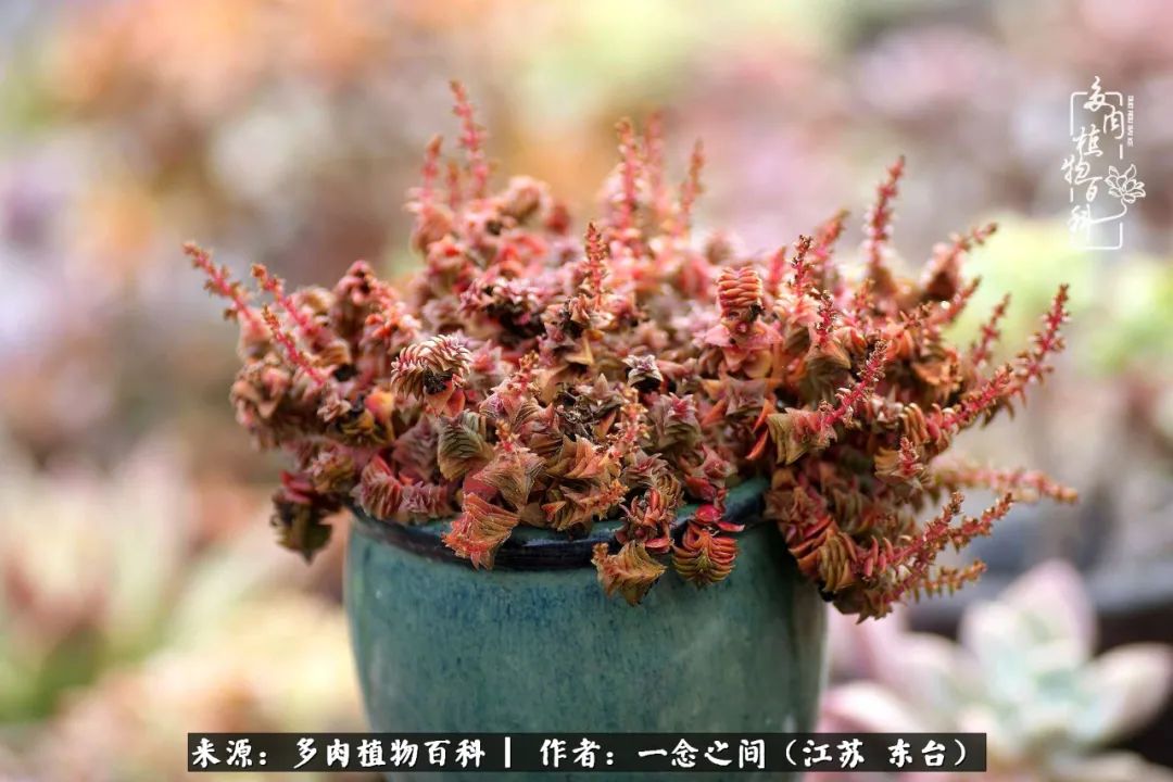 一见多肉误终生,一见多肉误终生从此入了养花坑