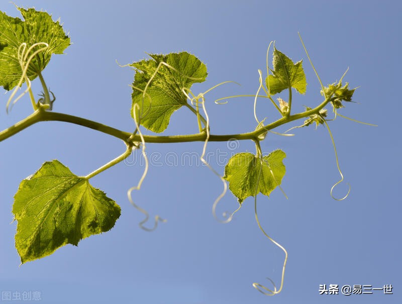 南瓜北瓜是一种瓜吗,南瓜北瓜都是瓜