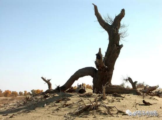 中华诗影大课堂,中华诗影艺术