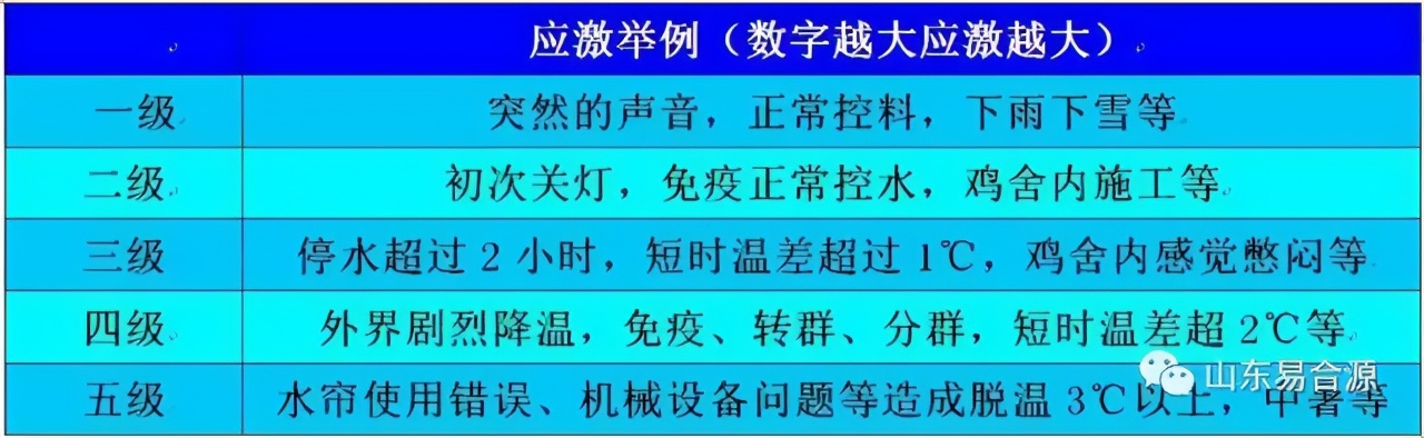 笼养肉鸡夏季管理,笼养肉鸡的管理
