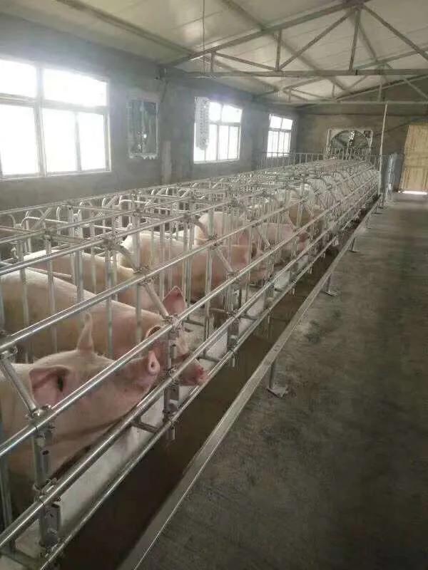 母猪产床限位栏保育床,北京母猪产床限位栏批发