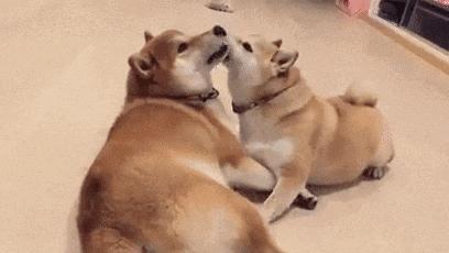 狗狗舔人的9种原因,狗狗被人类深深伤害